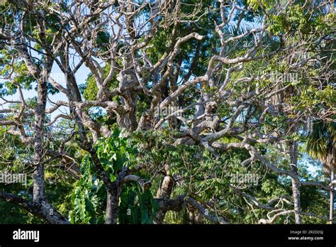 Background Scenery With Tree In The Cerrado Biome Of Brazil Tree With