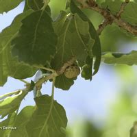 Floriscope Quercus Ithaburensis Subsp Macrolepis