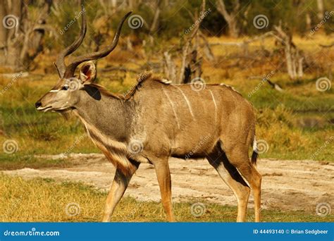 African Greater Kudu Bull Stock Photo Image Of Bulls