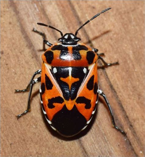 Harlequin Bug Murgantia Histrionica Bugguide Net