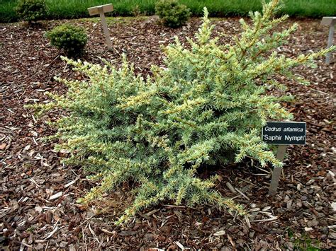 Cedrus Atlantica Sapphire Nymph Oriental Garden Supply Llc
