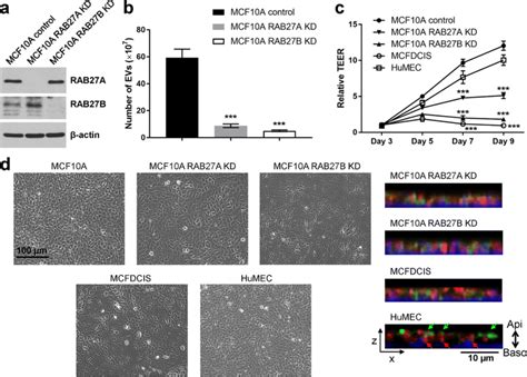 Ev Secretion Is Required For The Establishment Of Epithelial Polarity