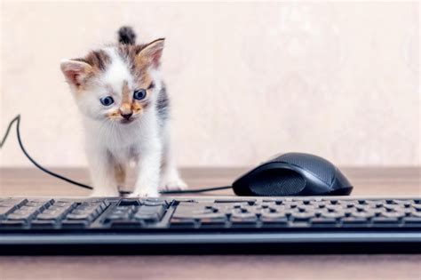 Peque O Gatito Encantador En La Oficina Cerca Del Mouse Y El Teclado De