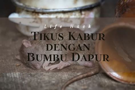 Pakai 3 Bumbu Dapur Dengan Bau Menyengat Trik Jitu Usir Tikus Dari