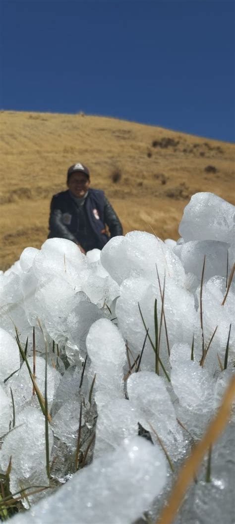 Senamhi On Twitter Eldato Cusco Heladas Meteorológicas Afectaron Cultivos Conforme Al Aviso