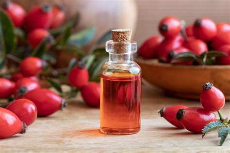 Rosehip Oil Jindeal Rosehip Oil Uses Rosa Canina