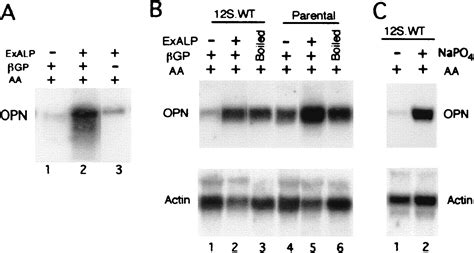 Phosphate Is A Specific Signal For Induction Of Osteopontin Gene