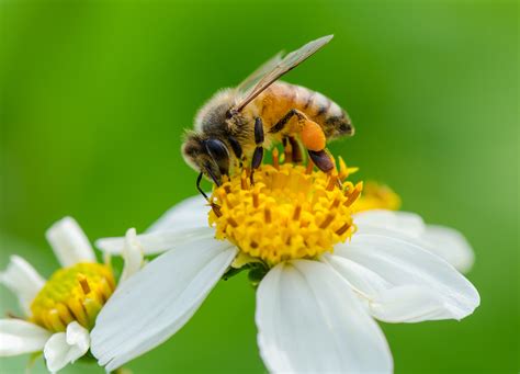 For honey bees, pollen collection varies depending on the season