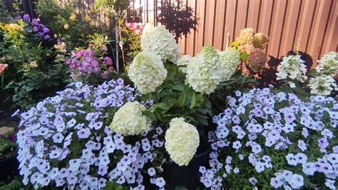 Метельчатая гортензия Полярный медведь 🌿жемчужина моей коллекции - YouTube