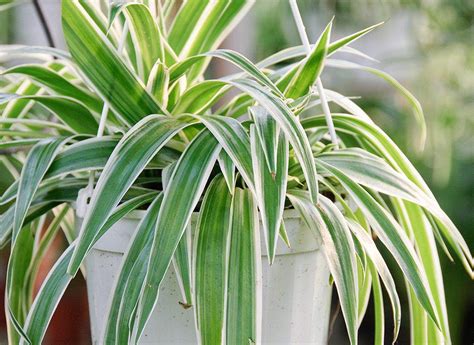 Fiche De Culture Et D Entretien Du Chlorophytum Chlorophytum Plantes