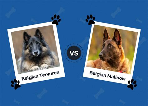 Belgian Tervuren vs Malinois: Main Differences (With Pictures) | Hepper ...