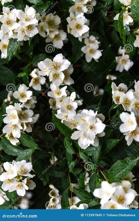 Close Up Blooming Jasmine Flower On Bush In Garden Selected Focus