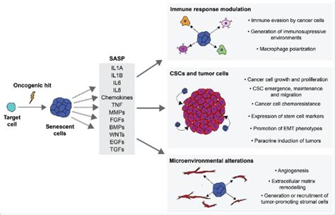 Senescence Drives Non Cell Autonomous Tumorigenesis In The Pituitary