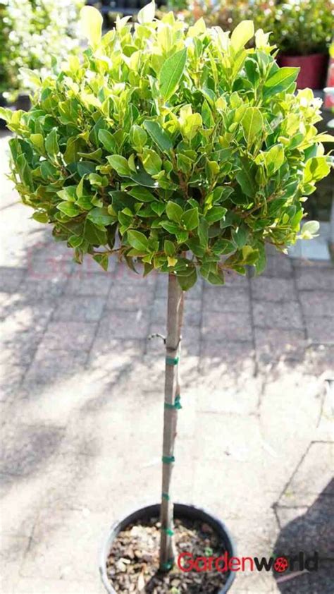 Ficus Standard Emerald 25cm Feature Plant Garden World