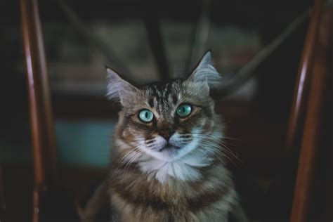 Ragdoll Tabby Mix Soft Coats And Striking Patterns