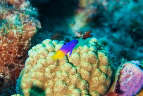 10 Blue And Yellow Fish Species To Know About Snorkel Planet