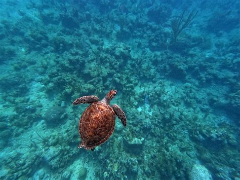 Sea Turtles In The British Virgin Islands Balancing Conservation And