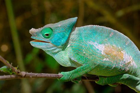 Endemic Reptiles of Madagascar · iNaturalist