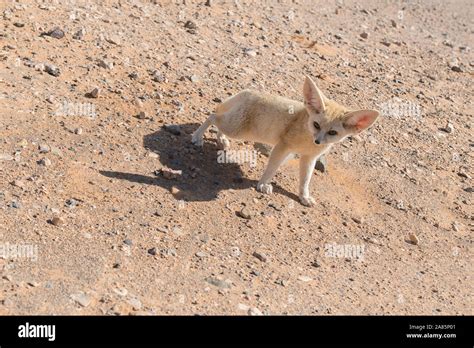 Fennec fox in the Sahara desert, Morocco Stock Photo - Alamy