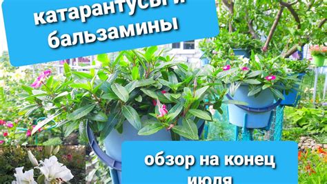 НАКОНЕЦ-ТО ДОЖДАЛАСЬ, КОГДА МОИ КАТАРАНТУСЫ НАРАСТЯТ ВЕГЕТАТИВНУЮ МАССУ ...