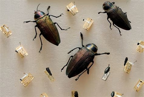 El Museo De Insectos Digitaliza Sus Colecciones Biológicas Red Comunica