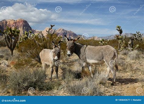 Wild Burro With A Foal In The Nevada Desert Stock Image Image Of