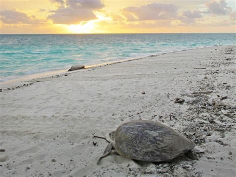 North West Island Capricornia Cays National Park Parks And Forests