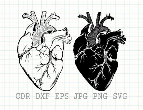 Anatomisches Herz Svg Herz Svg Herz Vektor Design Etsyde