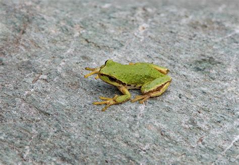 Northern Pacific Tree Frog Photograph by Joan Septembre - Pixels