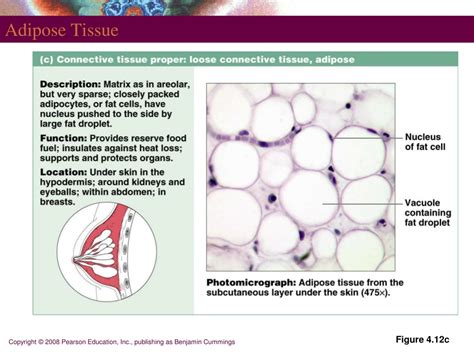 Ppt Tissues Powerpoint Presentation Free Download Id 9683824