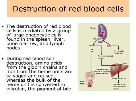 Patophysiology Of Blood And Bone Marrow Disorders