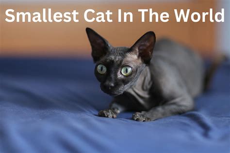 10 Smallest Cat Breeds In The World Petswander