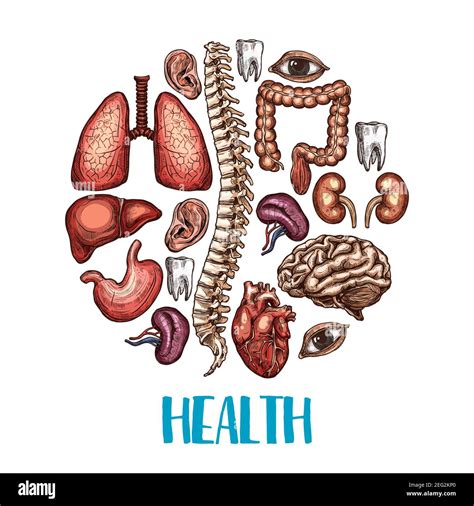 Health Poster Of Human Body Organs Vector Color Sketch Design Of Heart Brain Or Lungs And