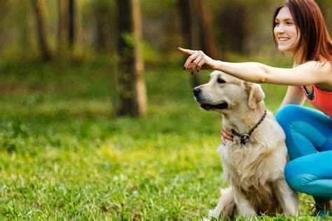 How to Obedience Train a Labrador Retriever | Wag!