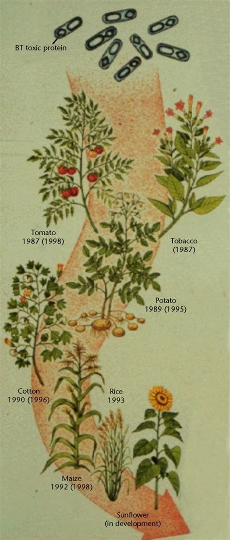 The Development Of Bacillus Thuringiensis Bt Crops And Their Entrance