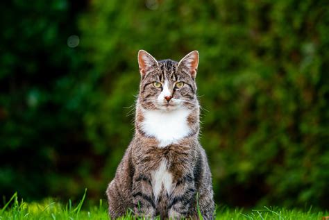 Afstand doen van een kat - Dierenopvang Hart van Brabant