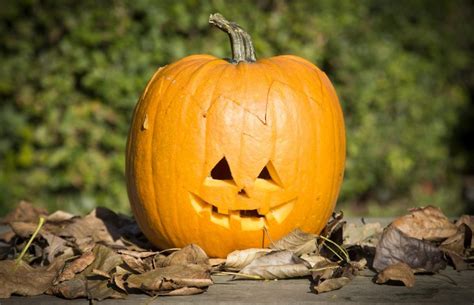 Skønne græskar til din kreative halloween (med tips og tricks ...