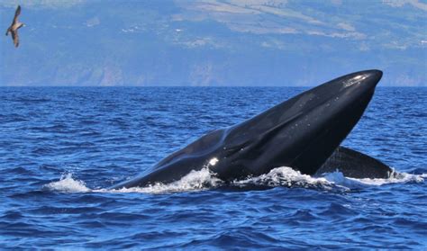 Más de mil personas inscritas al 1er Nado por las Ballenas lo