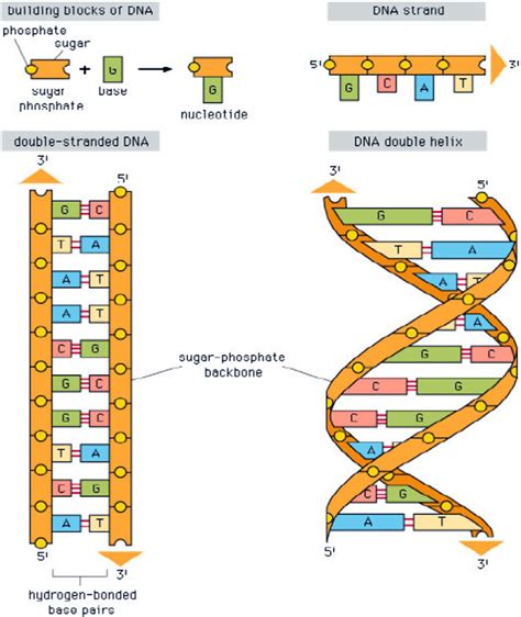 Ladder Model Of DNA