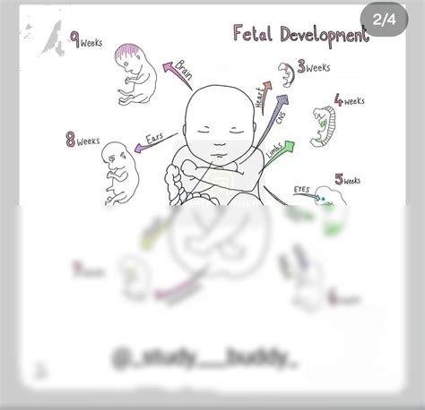 Solution Fetal Development Studypool