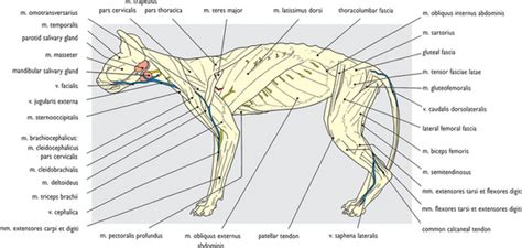 Лимфоузлы у кошки расположение схема рисунок - 85 фото