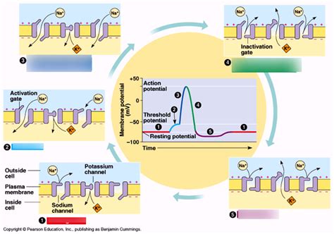 Diagram Each Phase Of Action Potential Action Potential Diag