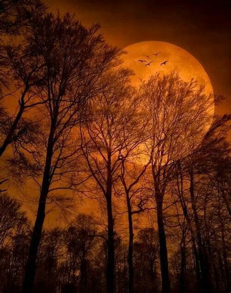 Orange Moon Moon Pictures Beautiful Nature Shoot The Moon