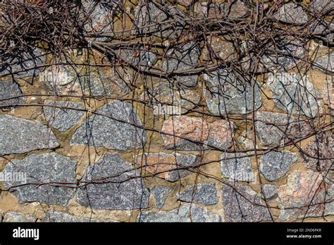 Old Stone Wall With Ivy As Background Stock Photo Alamy