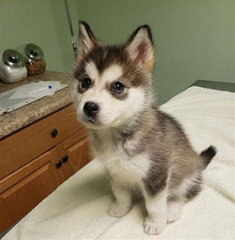 Huskies Que F Cilmente Demuestran La Belleza Impecable Y