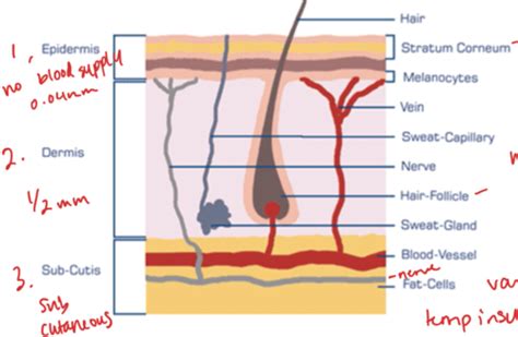 Wound Care Flashcards Quizlet