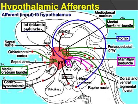 Basal Forebrain Components - Schizophrenia - Limbic Connections - San…