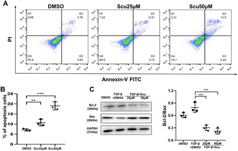 Scutellarein Inhibits Blm Mediated Pulmonary Fibrosis By Affecting Fibroblast Differentiation