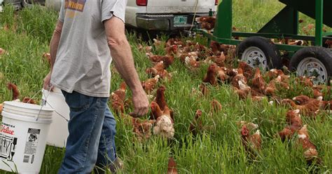 Live Poultry Near Me In Queens Roxy Orta