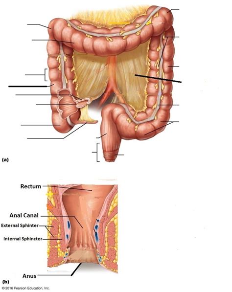 colon Diagram | Quizlet